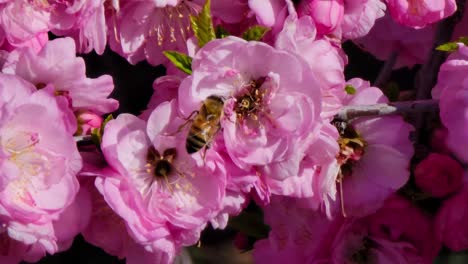 Flores-De-Rosa-De-Té-De-China-Con-Abejas