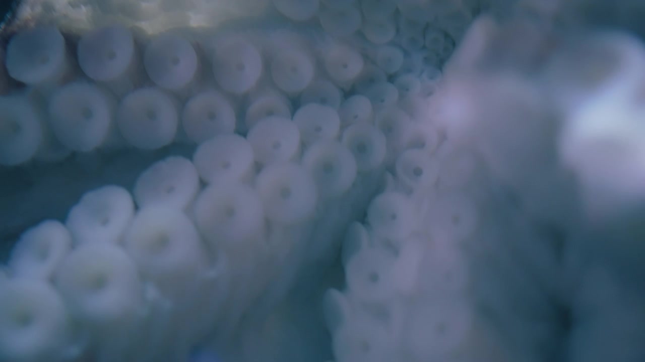 White suckers of a Giant Pacific Octopus underwater