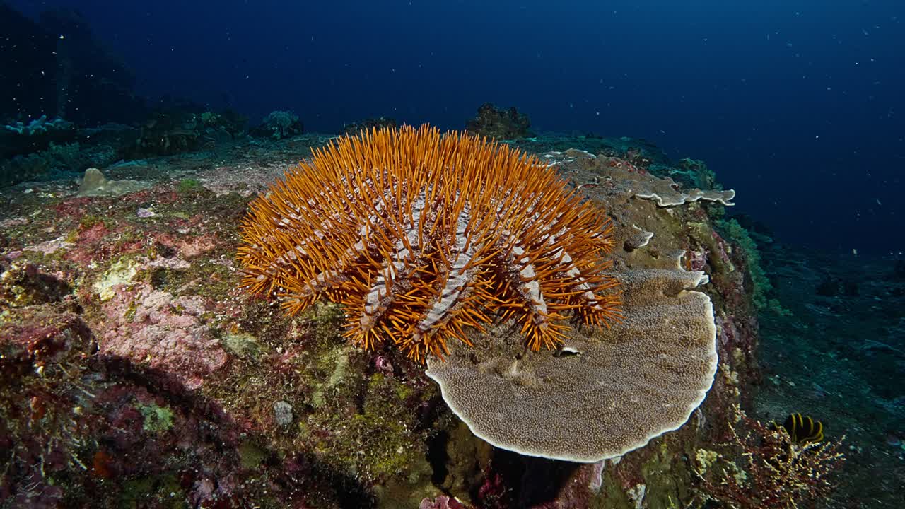 Stella marina a corona di spine arancione su un corallo piatto e sassoso. Filmato nel Mare delle Andamane, Thailandia