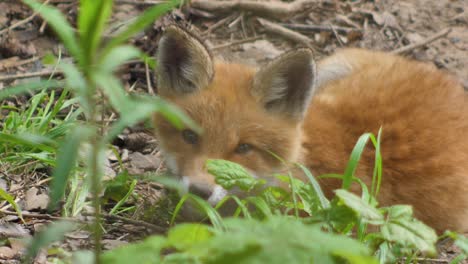 cute red fox cub stands in the grass and looks at the camera