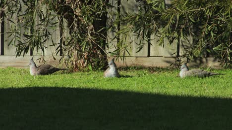 Haubentaube-Vogelfamilie-Saß-Auf-Dem-Rasen-Im-Garten-Und-Schaute-Sich-Um,-Sonniger-Tag,-Australien,-Gippsland,-Victoria-Maffra