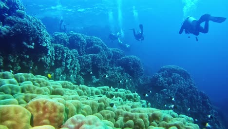 divers swimming above undersea coral rocks