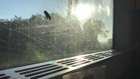 bug climbing the window in a train