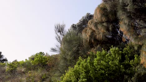 greenery and trees in port campbell, australia