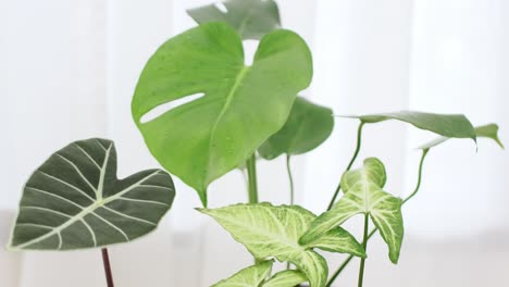 a group of beautiful house plants with different species is in a white bright room