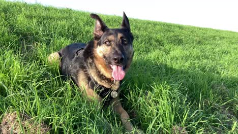 Tired-German-Shepherd-panting-in-a-sunny-field