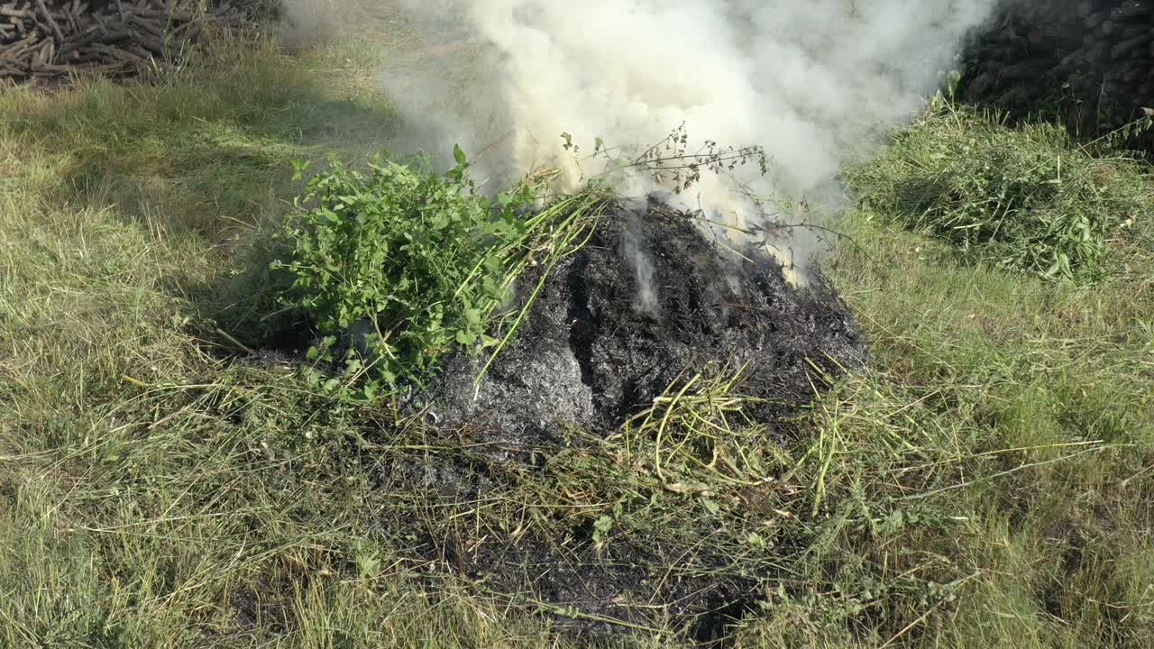 hierba joven y arbustos en el fuego video 4k