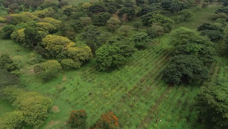 Vista-Aérea-De-La-Tierra-Agrícola-En-Arusha