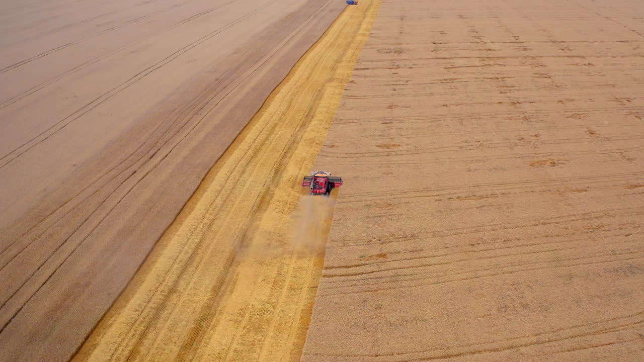 Combine harvester harvesting wheat field. Wheat harvest drone shots with combine on wheat field