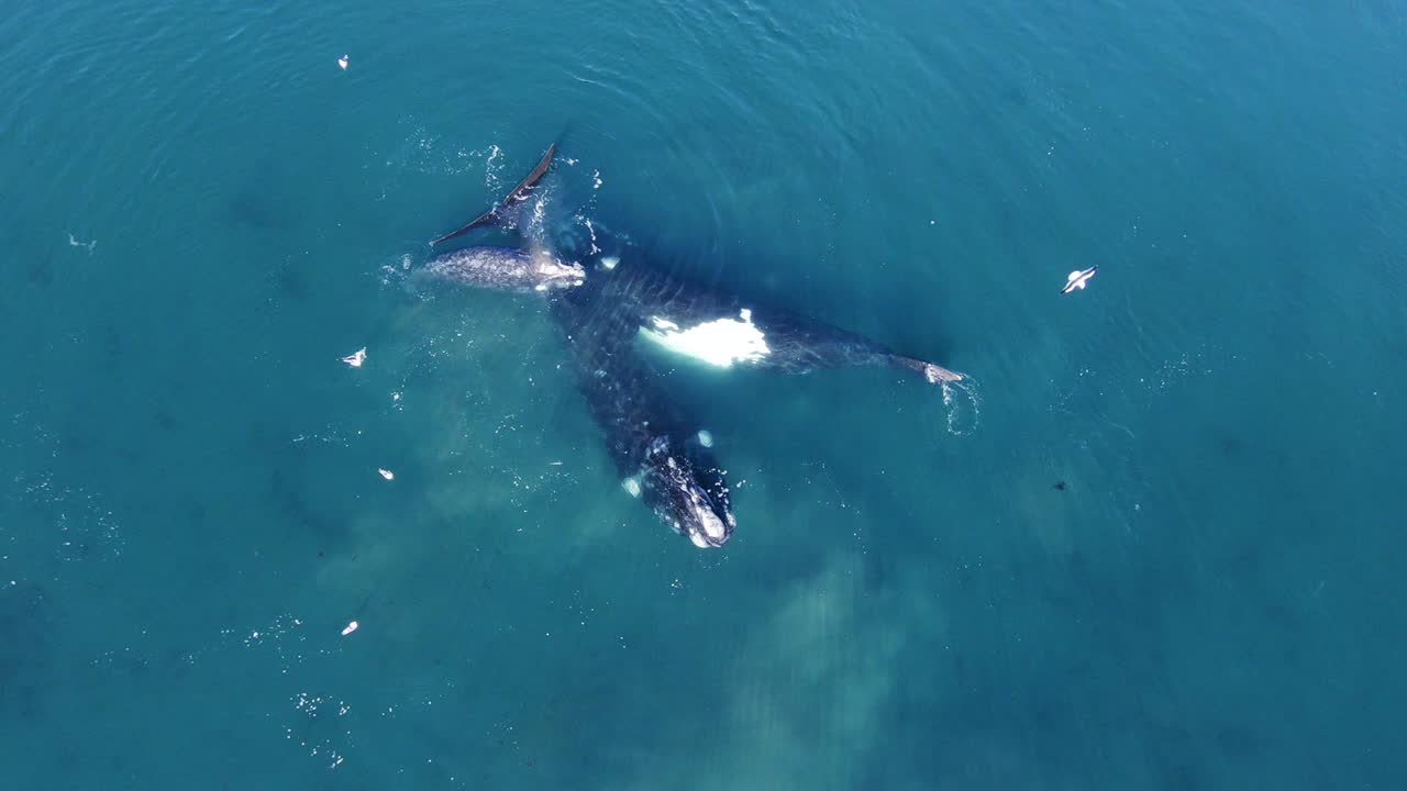 파타고니아 바다의 얕은 물에서 아름다운 남부 참고래 가족