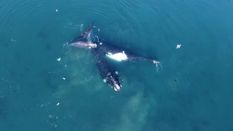 hermosa familia de ballenas francas australes en aguas poco profundas del mar patagónico