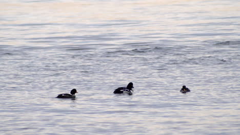 Patos-Bufflehead-En-Un-Agua-Tranquila-Al-Atardecer-De-Verano