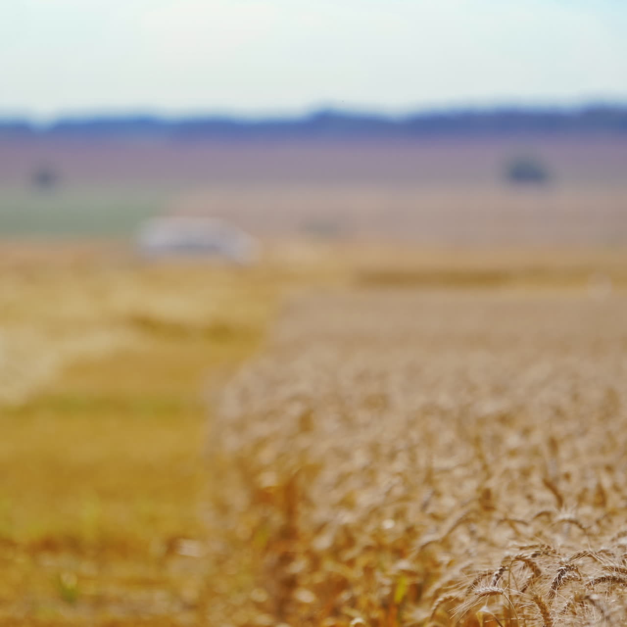 Golden field of wheat during harvesting. Spikelets of wheat swaying by the wind on the agricultural background. Close-up.