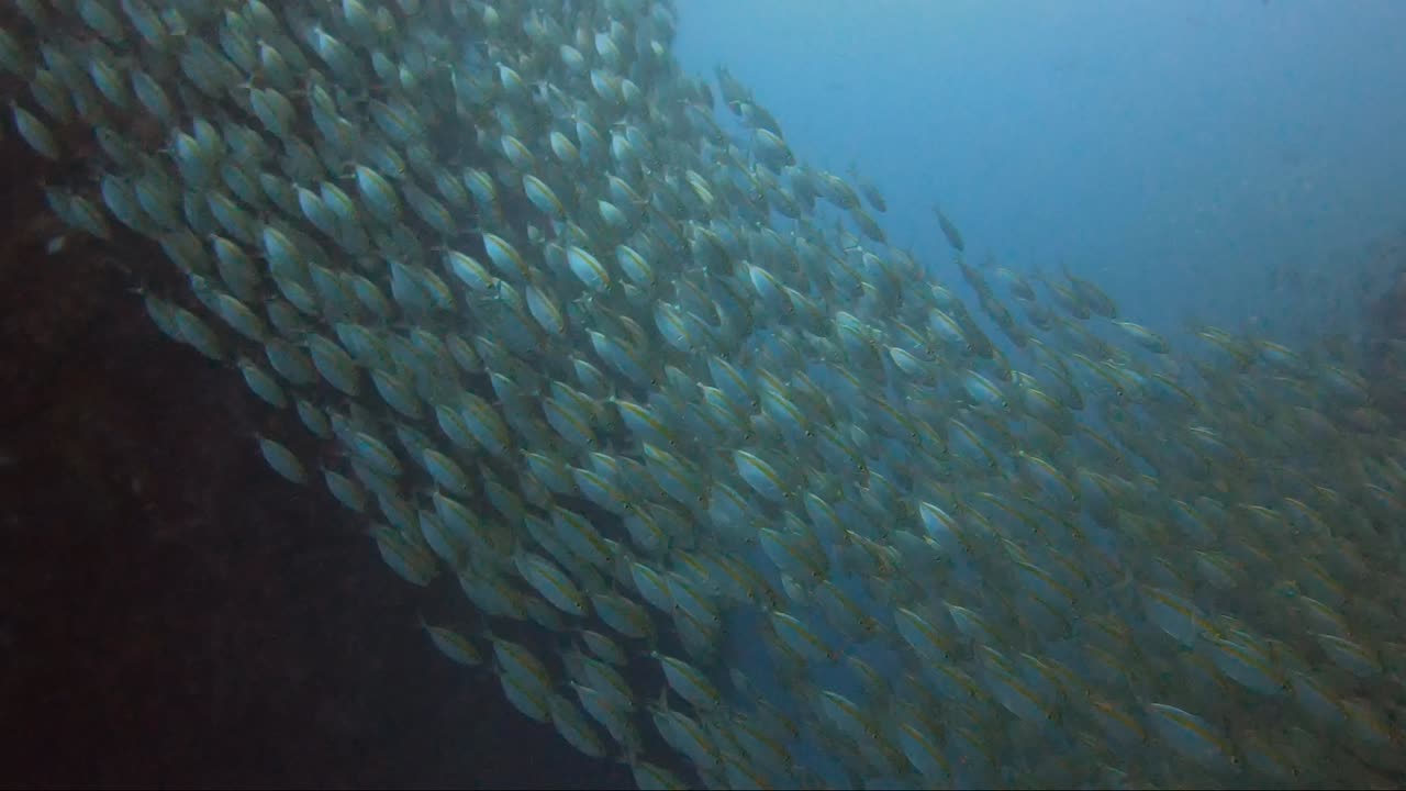 escuela de peces en una línea desde el arrecife de coral con la luz del sol brillando sobre ellos