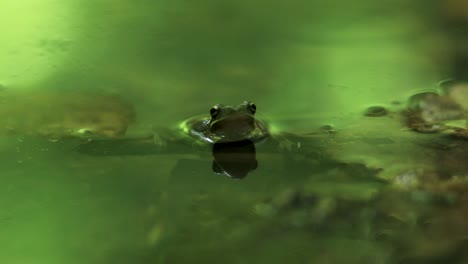 small croaking green frog in a pond with insects flying around