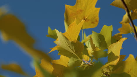 closeup yellow maple foliage illuminated autumn sunlight. beauty colorful forest