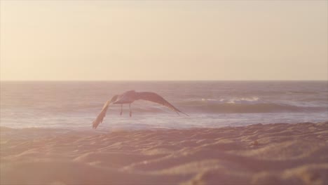 bird flying away on the beach of ericeira in portugal