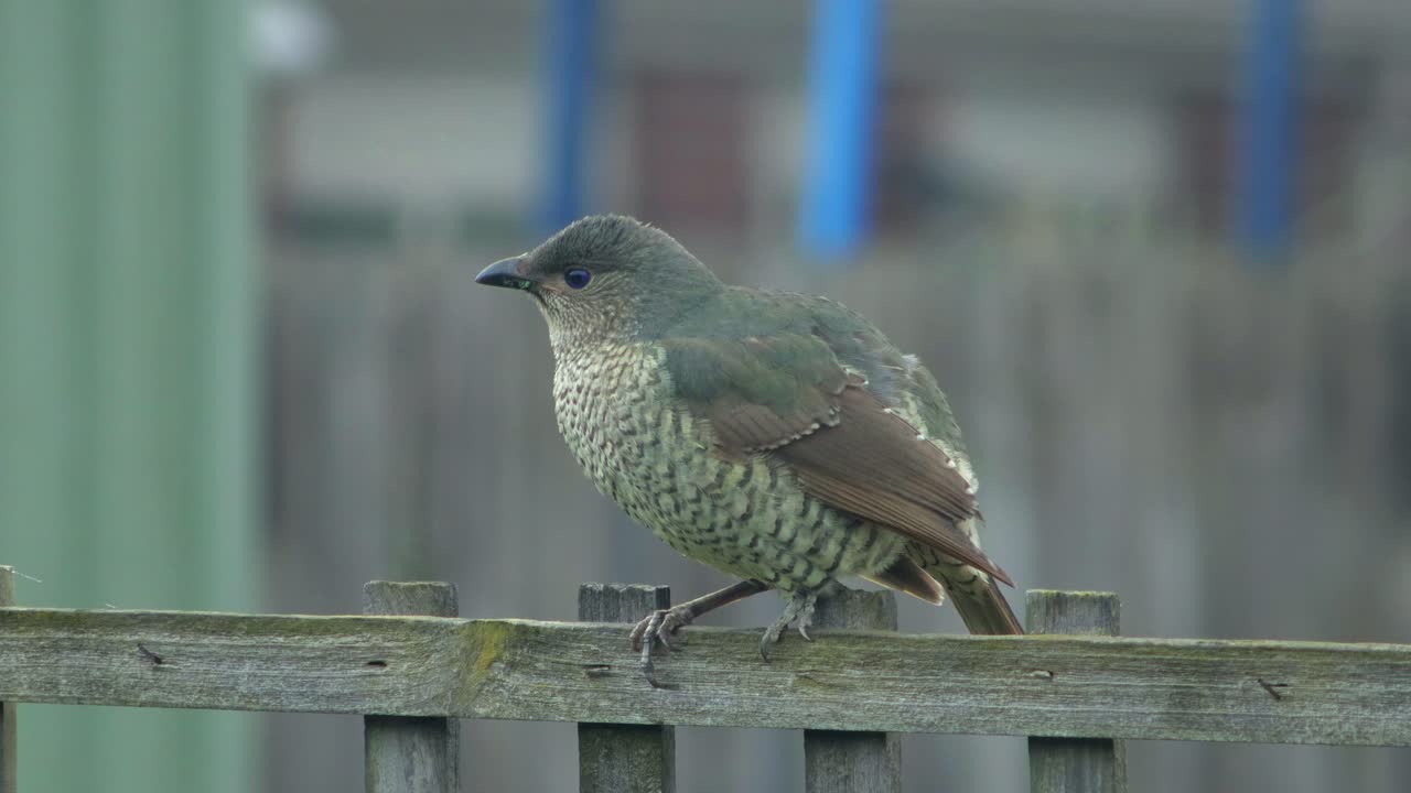 Small Green and Brown Bird Perched on a Wooden Fence