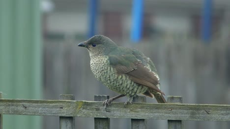small green and brown bird perched on a wooden fence