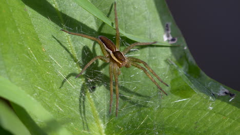 Close-up-shot-of-wild-Pisaura-mirabilis-Spider-resting-on-net-in-leaf-during-sunny-day-in-wilderness---prores-4k-shot