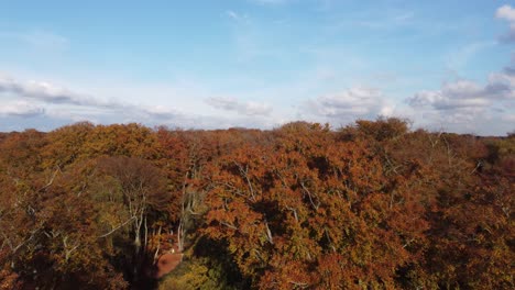 epping forest in autumn , vibrant tree colours sunny day aerial drone rising over trees footage