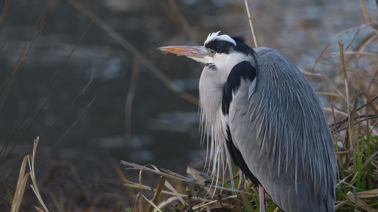 호수 에서 헤이론의 미묘한 움직임을 관찰하는 것