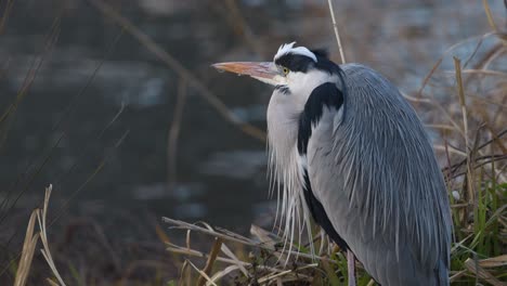 observing a heron's subtle movements lakeside