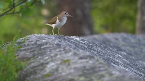 Cerca-De-Dos-Lavanderas-Jugando-En-Una-Roca-En-Una-Reserva-Natural-En-Finlandia,-Laponia