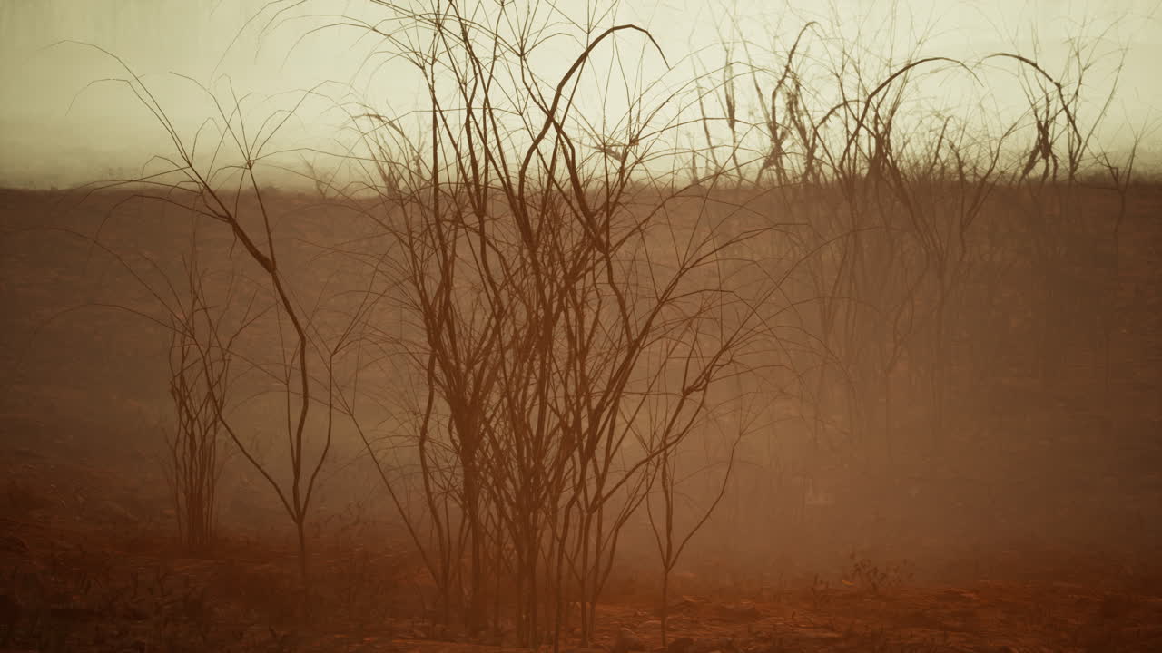 paisaje desértico brumoso con plantas muertas