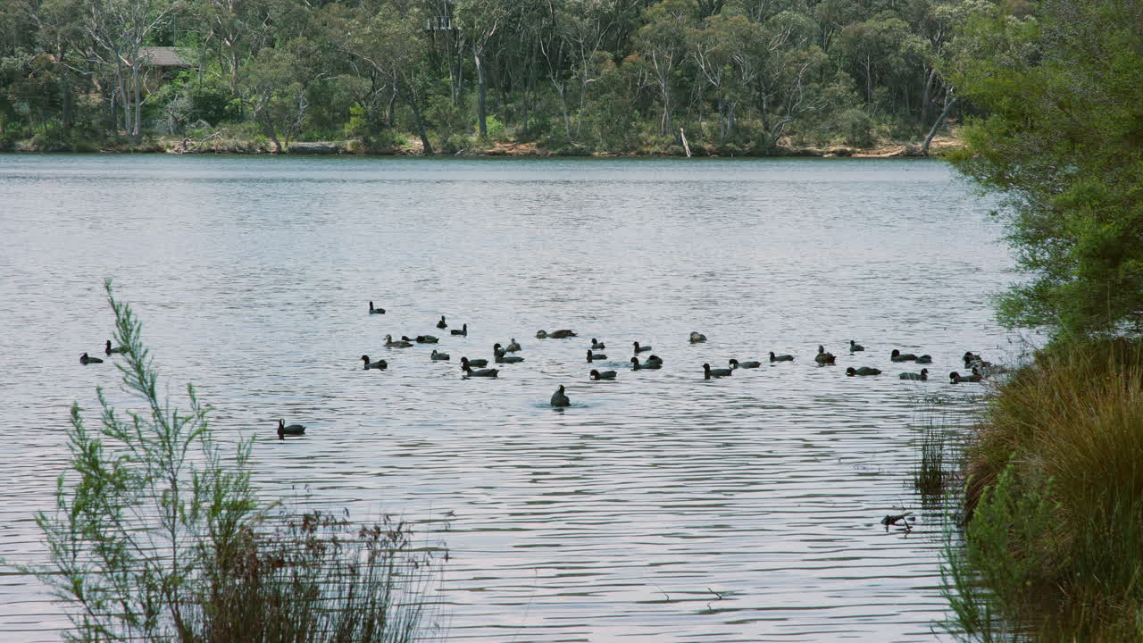 plano medio de patos y fochas euroasiáticas flotando cerca de la costa en un lago de montaña en una tarde ventosa