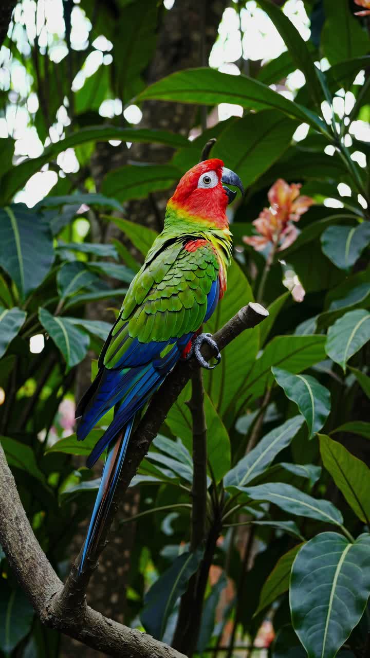 Vibrant parrot perched on a branch, captured in a close-up angle