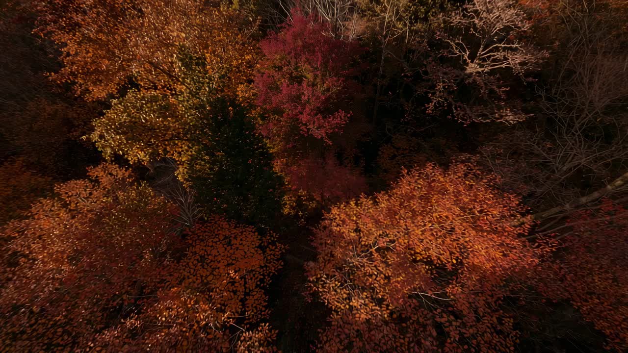 Launching drone camera gliding over autumn forest canopy, showing narrow trail and lone conifer