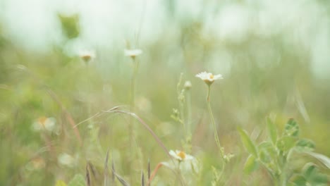 beautiful wildflowers swaying in the wind, captured with a petzval-style lens that adds a vintage, dreamy atmosphere with soft swirly bokeh and warm pastel tones.