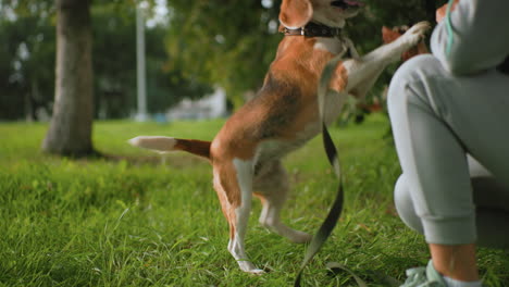 dog owner having playful moment with brown dog on green grass field, smiling and engaging with pet during outdoor training session, dog standing on leash with playful interaction
