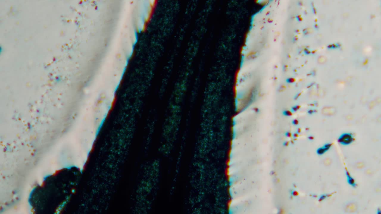 Detailed Microscopic View of Green Algae Cells