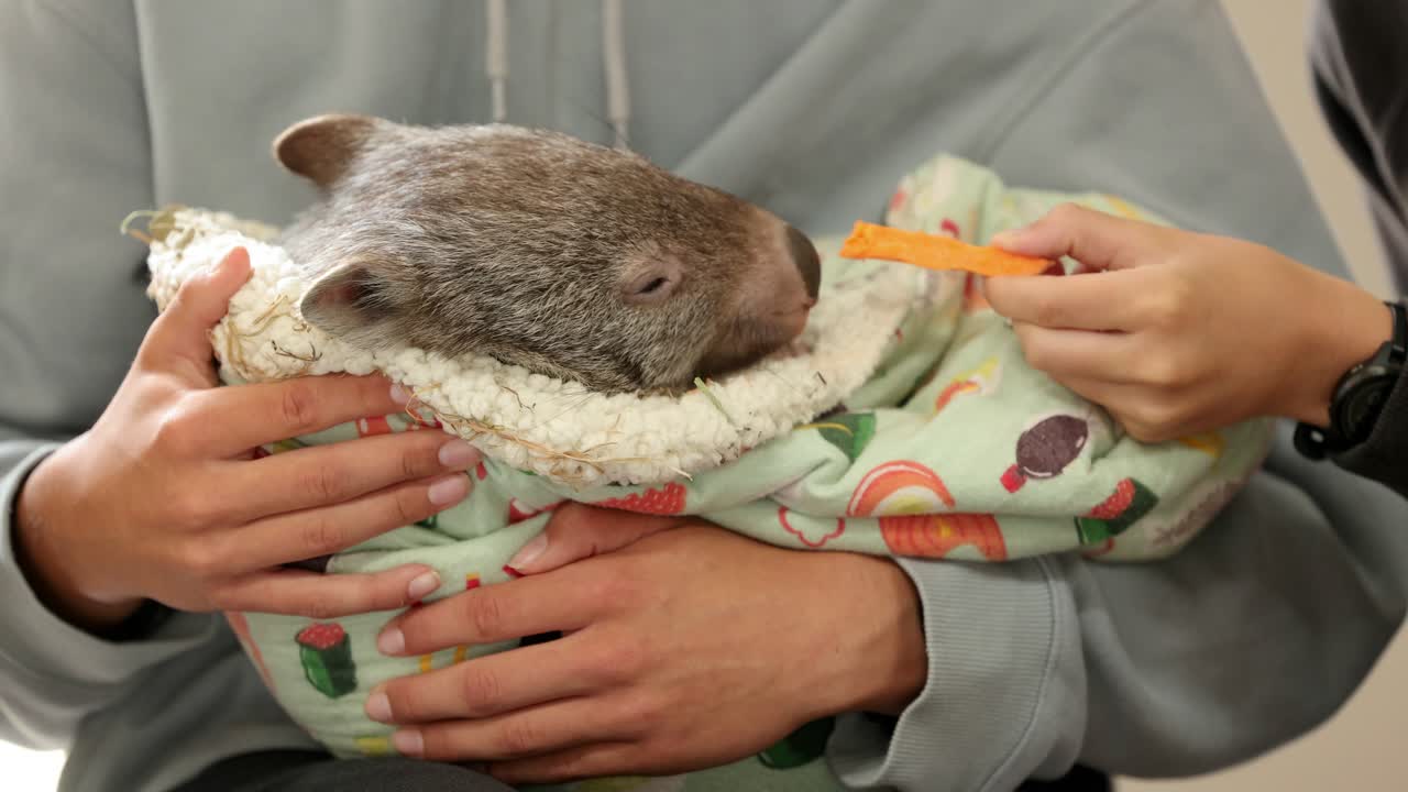 Baby wombat nibbling on a carrot stick in Warnambool Wildlife Encounter in Warnambool, Melbourne, Australia