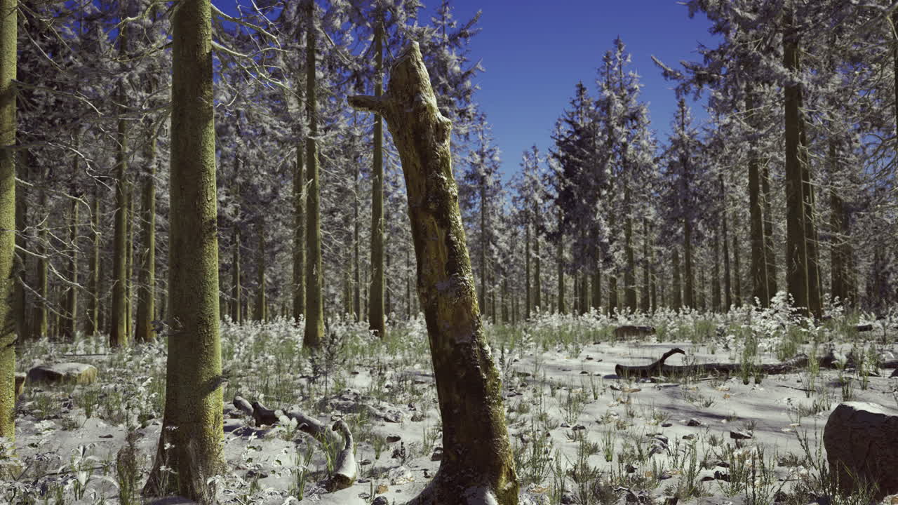 Snow covered forest landscape under a clear blue sky in winter