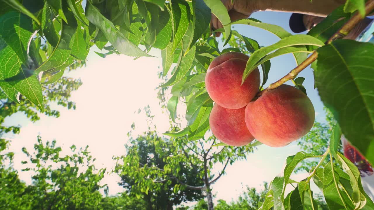 grandes y jugosos melocotones en el árbol, un huerto fabuloso, luz solar mágica, frutas que maduran al sol.