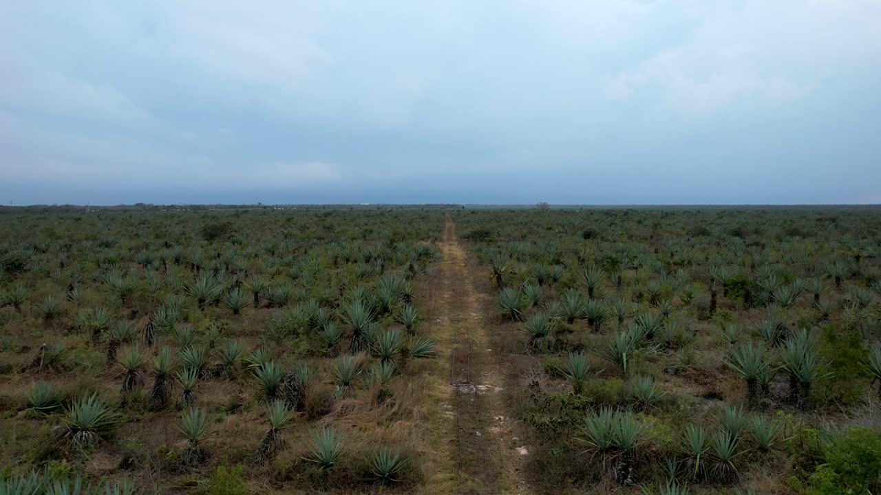 disparo de la hacienda henequenera en yucatan méxico