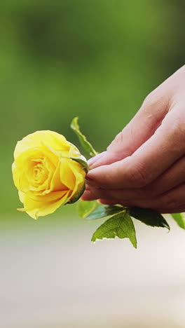 young woman with yellow rose in hands. yellow flower vertical video