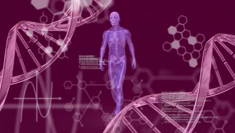 animación de fórmulas químicas y procesamiento de datos sobre la cadena de adn y movimiento del cuerpo humano