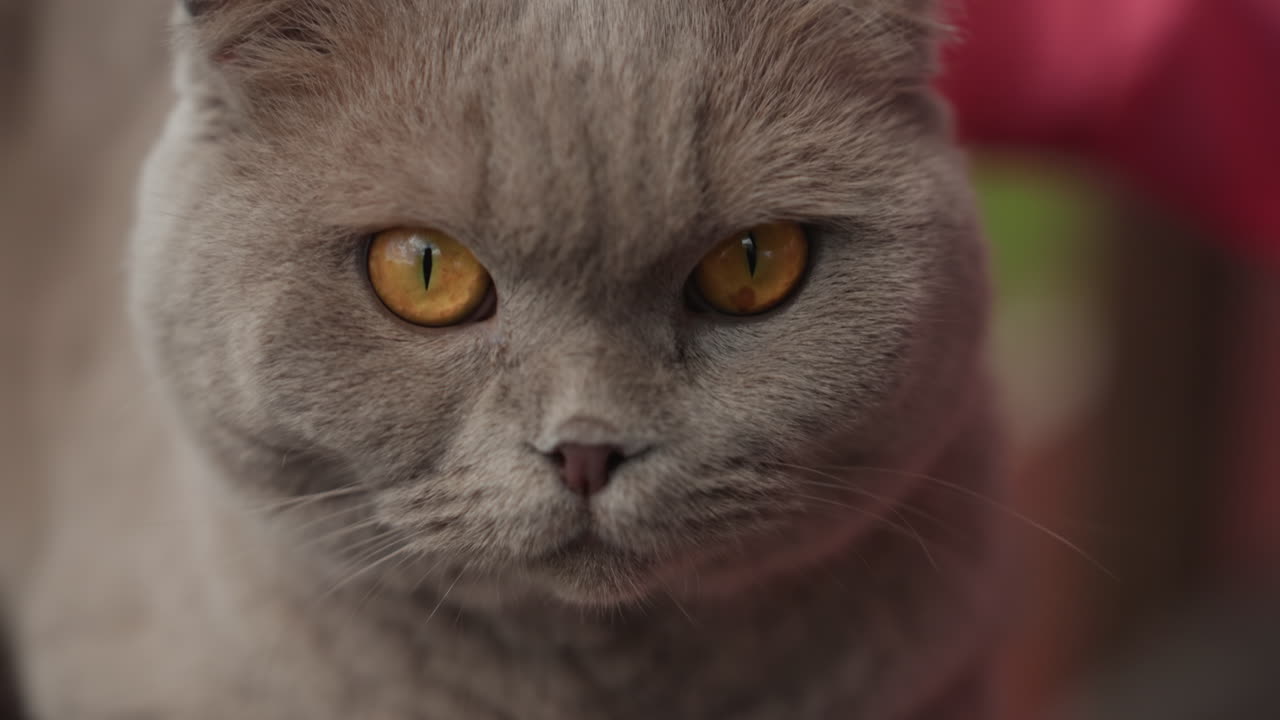 Closeup Of Gray Cat Head Being Gently Rubbed By White Woman Hand, Amber Eyes And Folded Ears Visible, Serene Expression, Soft Fur Texture, Green Outdoor Blur Background, Quiet Bonding Moment