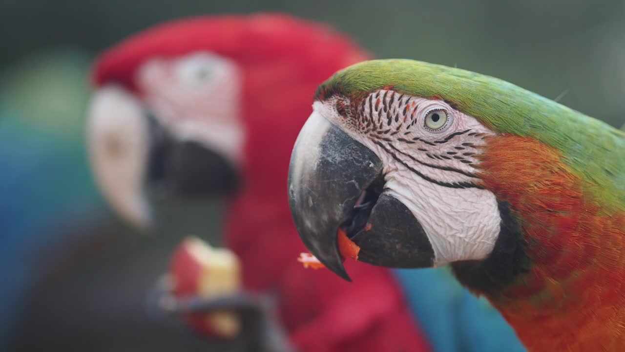Close-up of a Colorful Macaw Parrot Eating Fruit