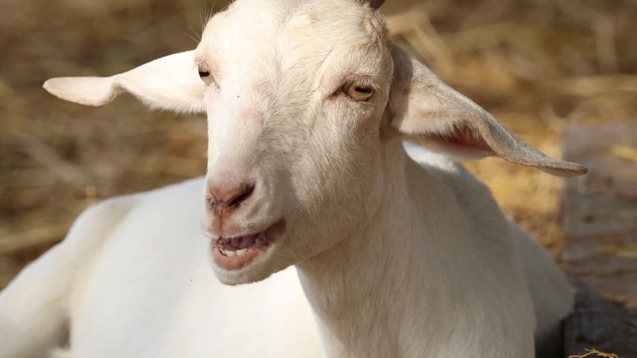 Una capra bianca è seduta tranquillamente in un campo soleggiato mentre mastica fieno e foraggio