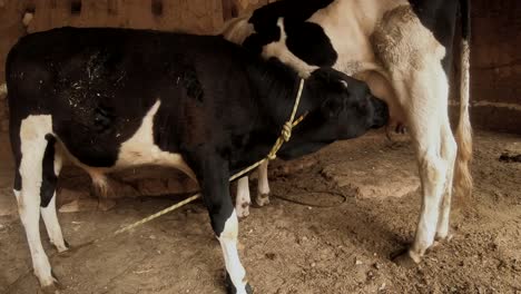 Kuh-Stillt-Ihr-Kalb-Im-Stall