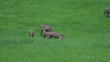 Chamois Gämse group grazing on lush alpine meadow in Glarus, Switzerland