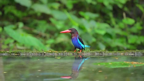 beautiful blue javan kingfisher bird at the end of the pool with its own reflection