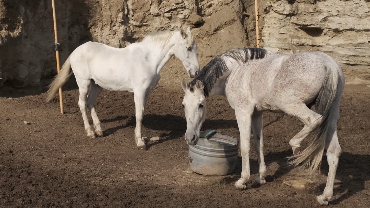 Horse enjoying a scratch on its leg while standing by a water bucket
