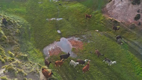 Drone-Aéreo-Reenviando-Toma-En-Movimiento-De-Una-Manada-De-Llamas-Y-Corderos-A-Lo-Largo-De-Un-Campo-De-Pastoreo-Verde-Durante-El-Día-En-Bolivia,-Sudamérica