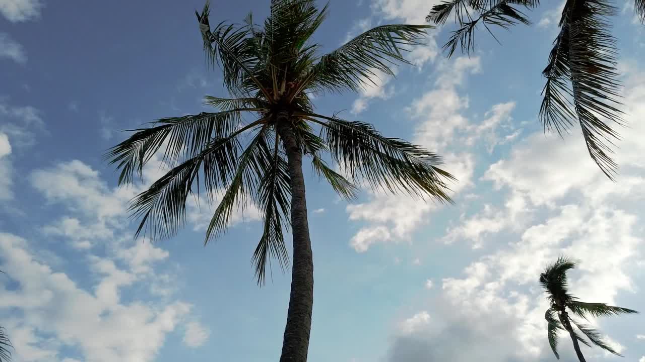 밝고 화창한 날에 코코넛 나무의 낮은 각도 샷